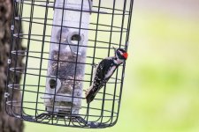 F03DownyWoodpeckerAtFeeder7504.jpg