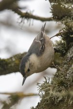 F04WhiteBreastedNuthatch7518.jpg