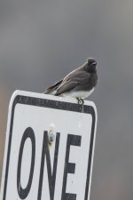 F06BlackPhoebe7471.jpg