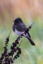 F07BlackPhoebe7659.jpg