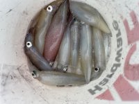 IMG_5419.jpeg IMG_5419.jpeg