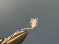 IMG_5507.jpeg
