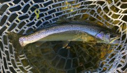 blueback1.jpg