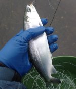 IMG_4974.jpeg IMG_4974.jpeg