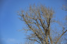 A01aBaldEagleAdultInNestTree2C2A0164.jpg A01aBaldEagleAdultInNestTree2C2A0164.jpg