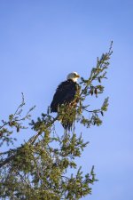 A01bBaldEagle2C2A0425.jpg A01bBaldEagle2C2A0425.jpg