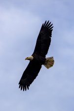 A01cBaldEagleInFlight2C2A0075.jpg A01cBaldEagleInFlight2C2A0075.jpg