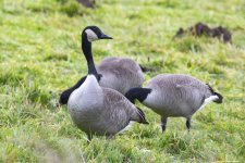 A03CanadaGeeseK4A6119.jpg A03CanadaGeeseK4A6119.jpg