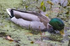 A04MallardDrakeSlurpingDuckweed7022.jpg A04MallardDrakeSlurpingDuckweed7022.jpg