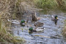 A05MallardMob6846.jpg A05MallardMob6846.jpg