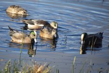 A06AmericanWigeons2C2A0139.jpg A06AmericanWigeons2C2A0139.jpg