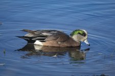 A07AmericanWigeonDrake2C2A0236.jpg A07AmericanWigeonDrake2C2A0236.jpg