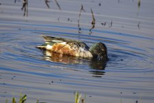 A08NorthernShovelerDrake2C2A0144.jpg A08NorthernShovelerDrake2C2A0144.jpg