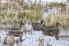 A10PintailHens&GreenWingedTealDrake7051.jpg A10PintailHens&GreenWingedTealDrake7051.jpg