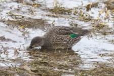 A11GreenWingedTealHenK4A6111.jpg A11GreenWingedTealHenK4A6111.jpg
