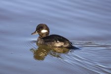 A12BuffleheadHen2C2A0278.jpg A12BuffleheadHen2C2A0278.jpg