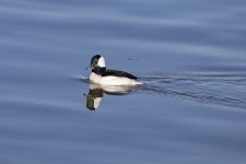 A14BuffleheadDrake2C2A0290.jpg A14BuffleheadDrake2C2A0290.jpg