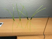 IMG_0220.jpeg