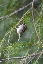 A03GoldenCrownedKingletK4A6065.jpg A03GoldenCrownedKingletK4A6065.jpg