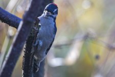 A05DownyWoodpecker2C2A0367.jpg A05DownyWoodpecker2C2A0367.jpg