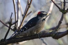 A06DownyWoodpecker2C2A0418.jpg A06DownyWoodpecker2C2A0418.jpg