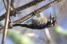 A07DownyWoodpecker2C2A0401.jpg A07DownyWoodpecker2C2A0401.jpg