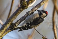 A08DownyWoodpecker2C2A0397.jpg A08DownyWoodpecker2C2A0397.jpg