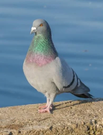 1766175299556.png