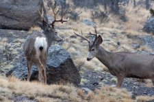 Deer1.jpg