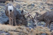 Deer2.jpg