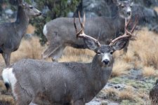 Deer3.jpg