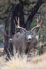 Deer4.jpg