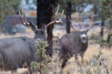 Deer5.jpg