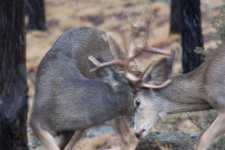 Deer6.jpg