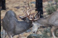 Deer7.jpg