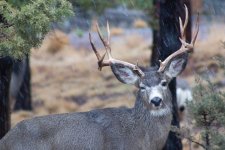 Deer8.jpg