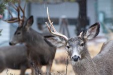 Deer9.jpg