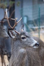 Deer10.jpg