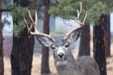 Deer11.jpg