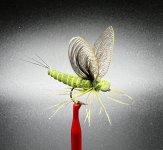 IMG_4267.jpeg