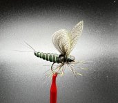 IMG_4272.jpeg