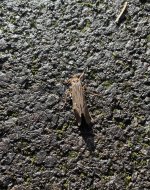 IMG_5388.jpeg