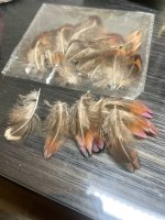IMG_7557.jpeg IMG_7557.jpeg