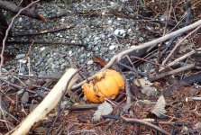 IMG_5115.jpeg