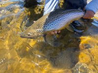 IMG_0217.jpeg