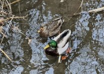 IMG_5131.jpeg IMG_5131.jpeg
