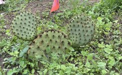 IMG_6744.jpeg