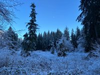 IMG_0234.jpeg