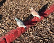 IMG_5182.jpeg