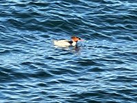 IMG_5177.jpeg